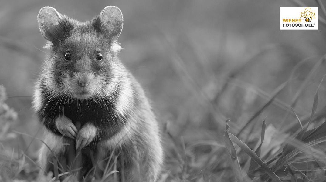 AUSVERKAUFT - Naturschutzfotografie: Zwischen Wissen, Verantwortung und Bild - mit Julia Altpfart
