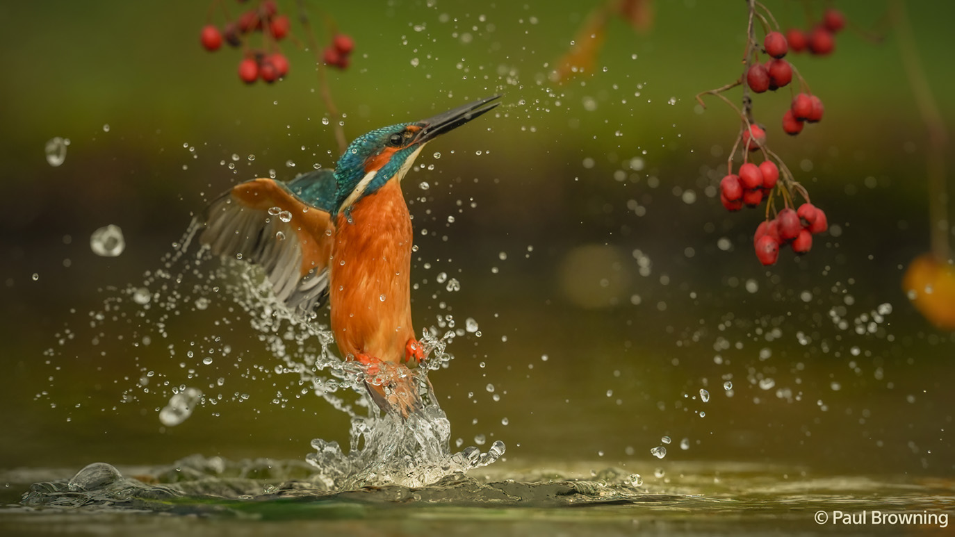 Eisvogel im Flug über Wasser mit Spritzern, aufgenommen mit Sony Alpha 7 IV bei schneller Serienbildaufnahme
