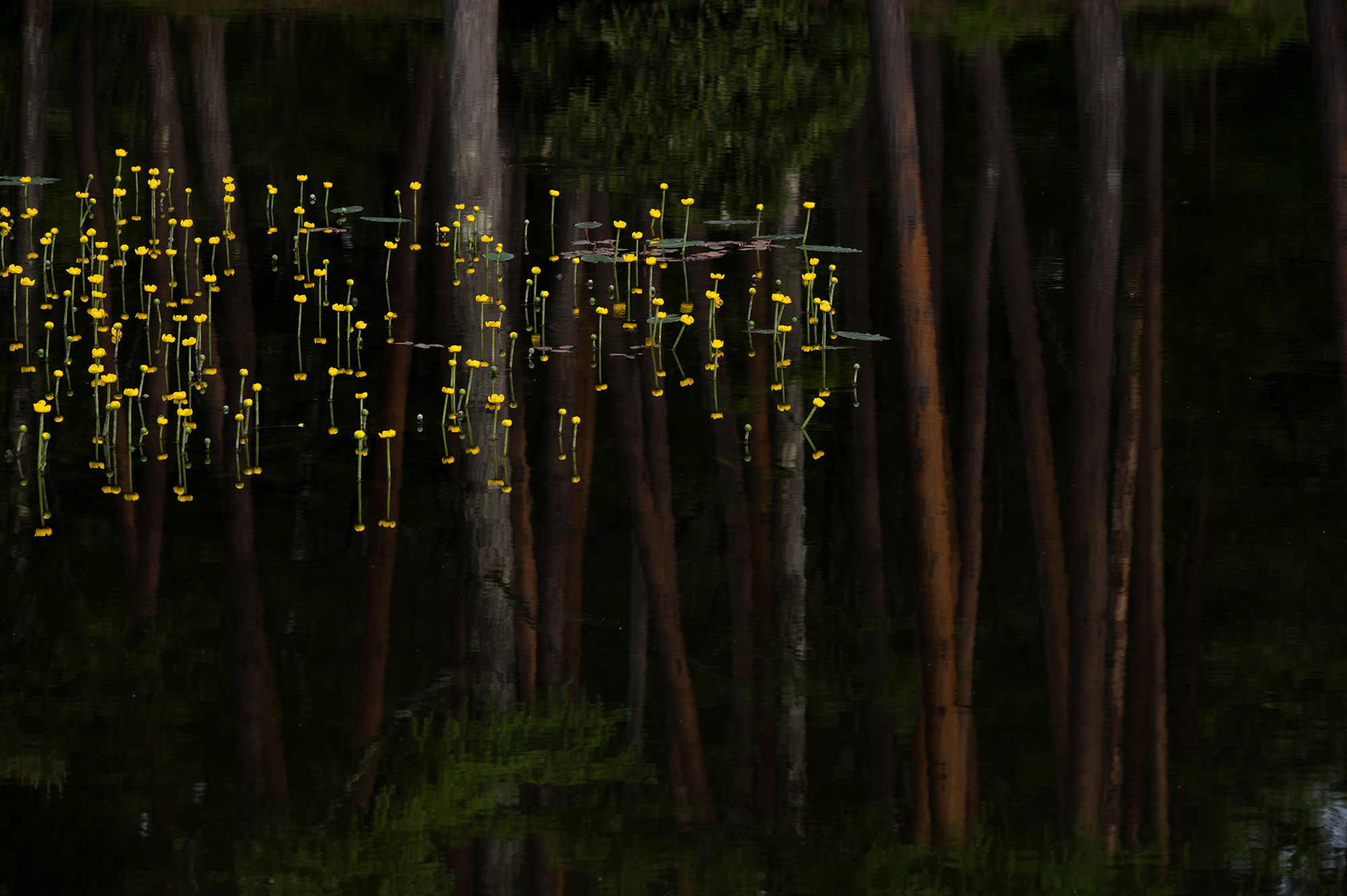 70-300mm F4.5-6.3 Di III RXD – Sony E-Mount 70-300mm F4.5-6.3 Di III RXD – Sony E-Mount