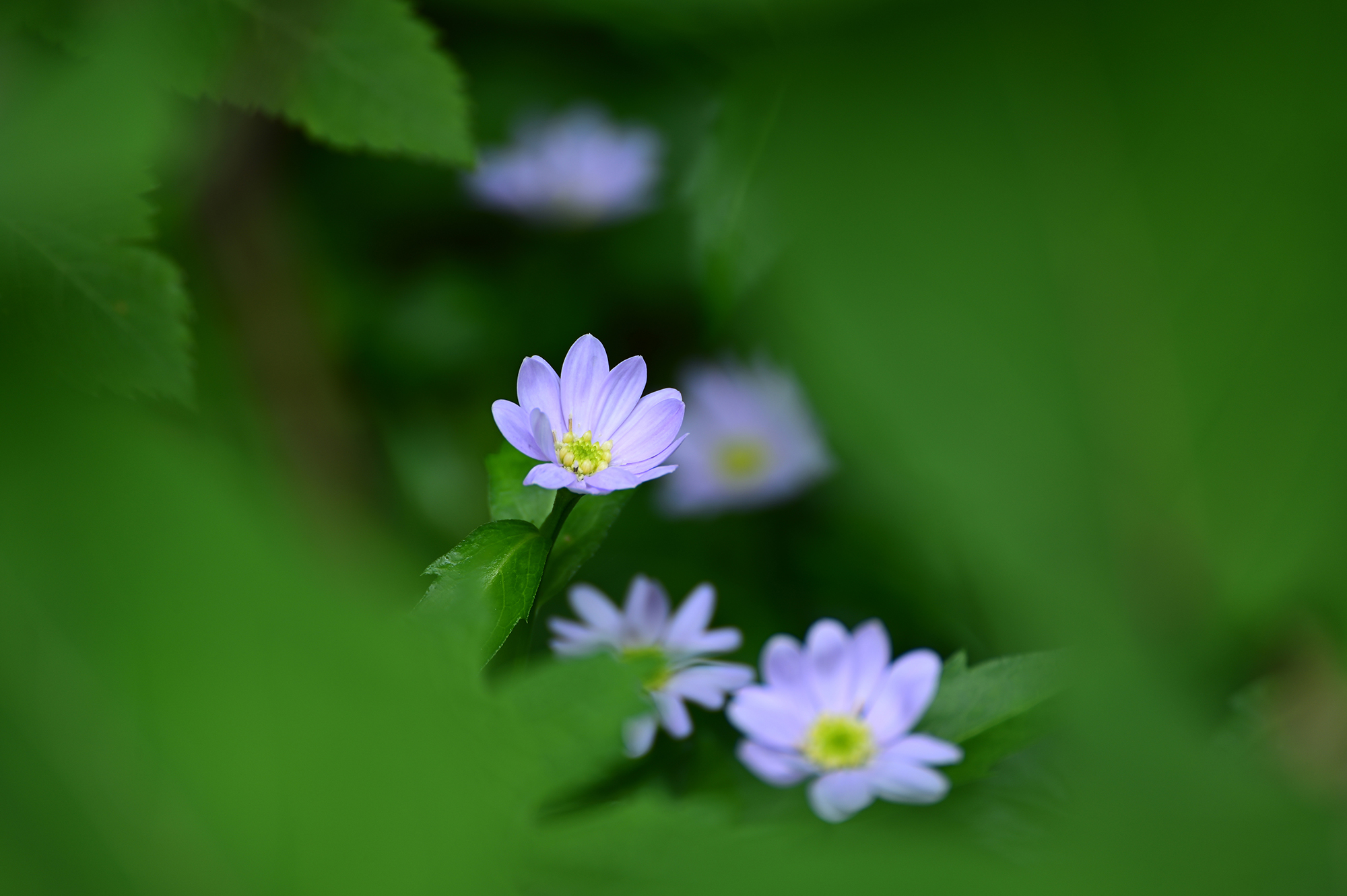 70-300mm F4.5-6.3 Di III RXD – Nikon Z-Mount