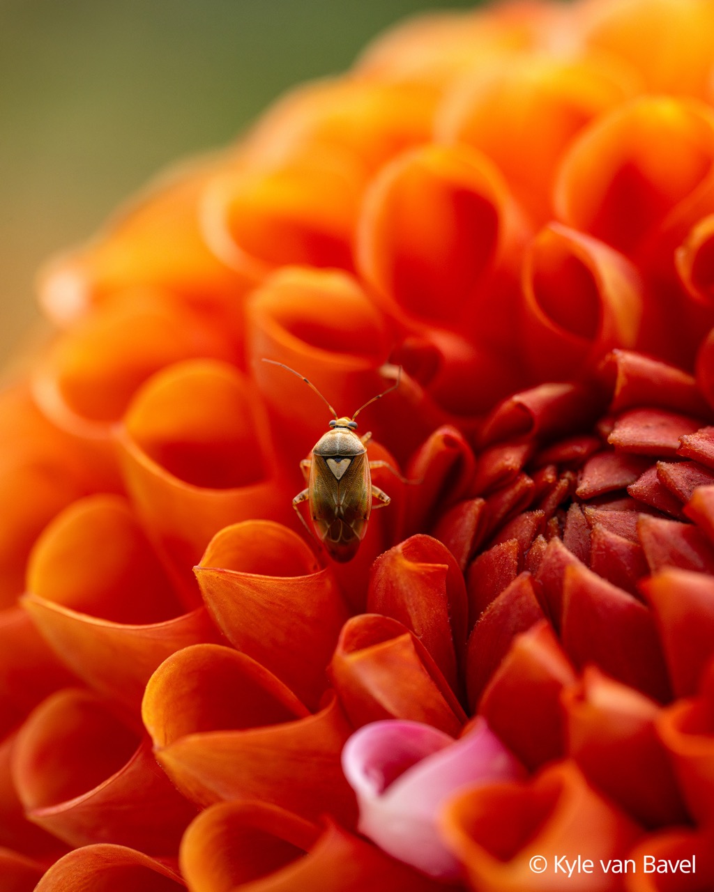 FE 100mm F2.8 Macro GM OSS