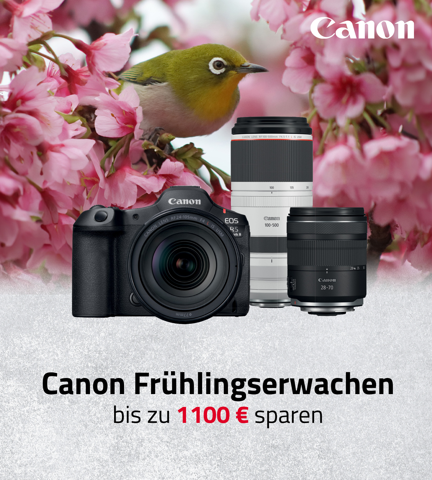 Canon Frühlingserwachen 2026 – spiegellose Kamera mit zwei Objektiven vor Blüten und Vogelmotiv