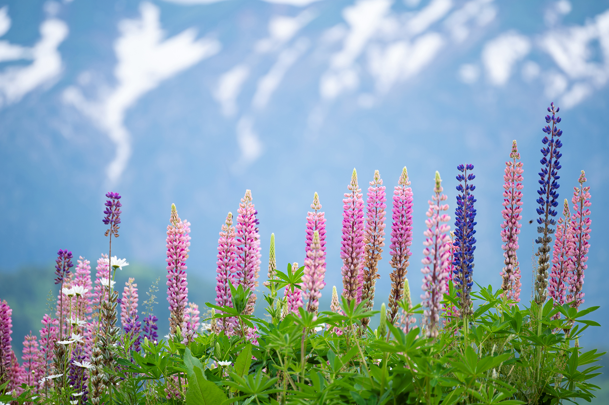 70-300mm F4.5-6.3 Di III RXD – Nikon Z-Mount