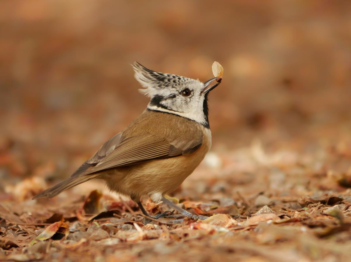 LUMIX G VARIO 100-300mm F4.0-5.6 II OIS LUMIX G VARIO 100-300mm F4.0-5.6 II OIS