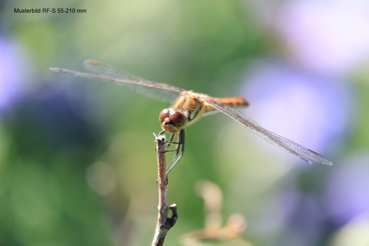 RF-S 55-210mm F5-7.1 IS STM