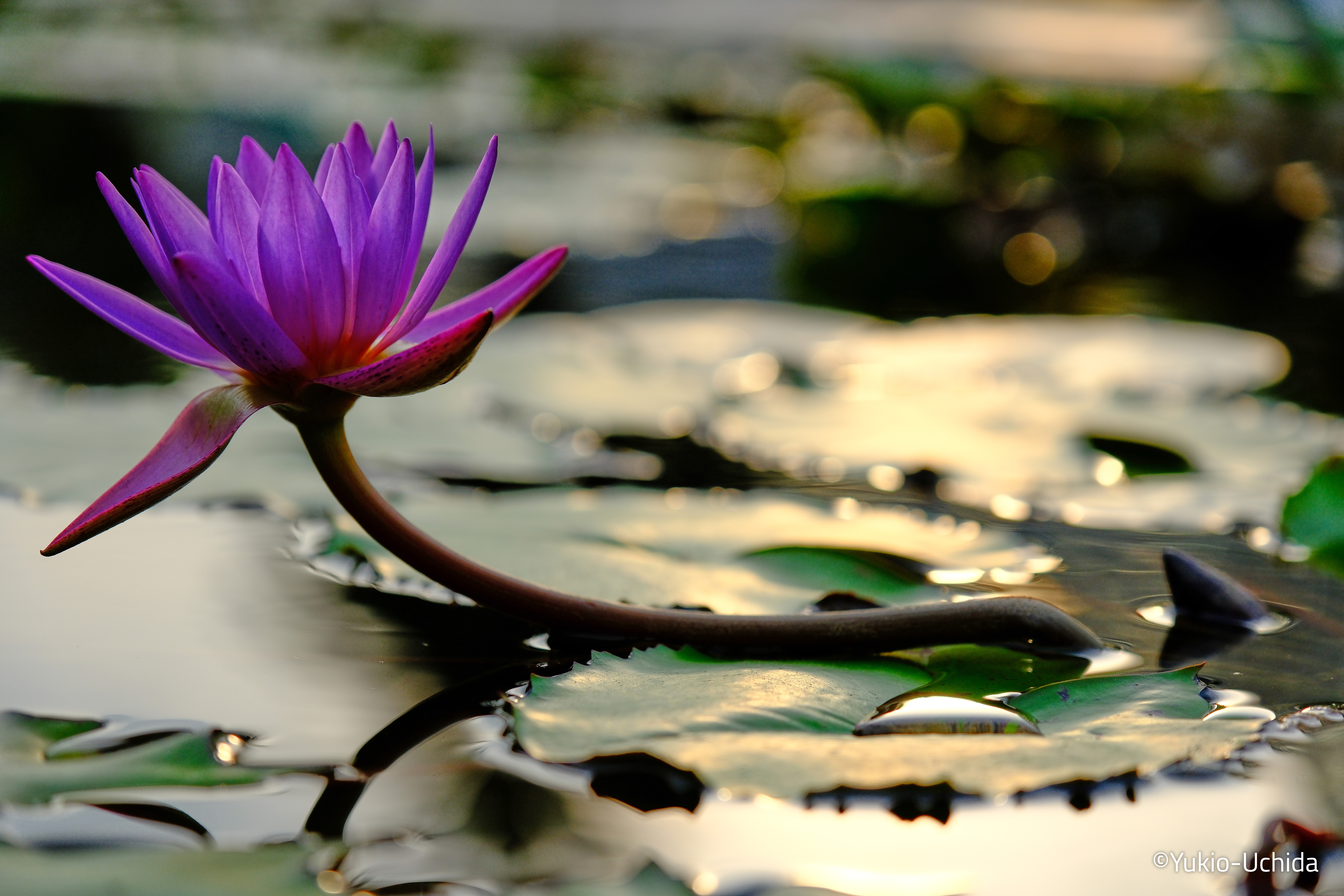 XF 16-55mmF2.8 R LM WR II XF 16-55mmF2.8 R LM WR II