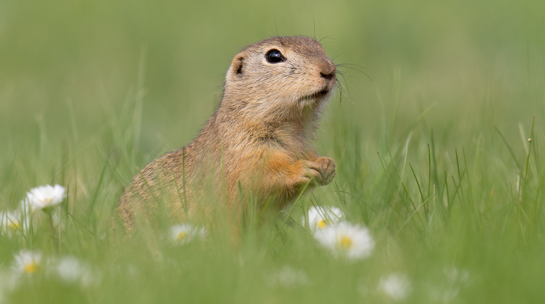 Wildlife-Fotografie: Ziesel in Gerasdorf kreativ ins Bild setzen - mit Thomas Jakl