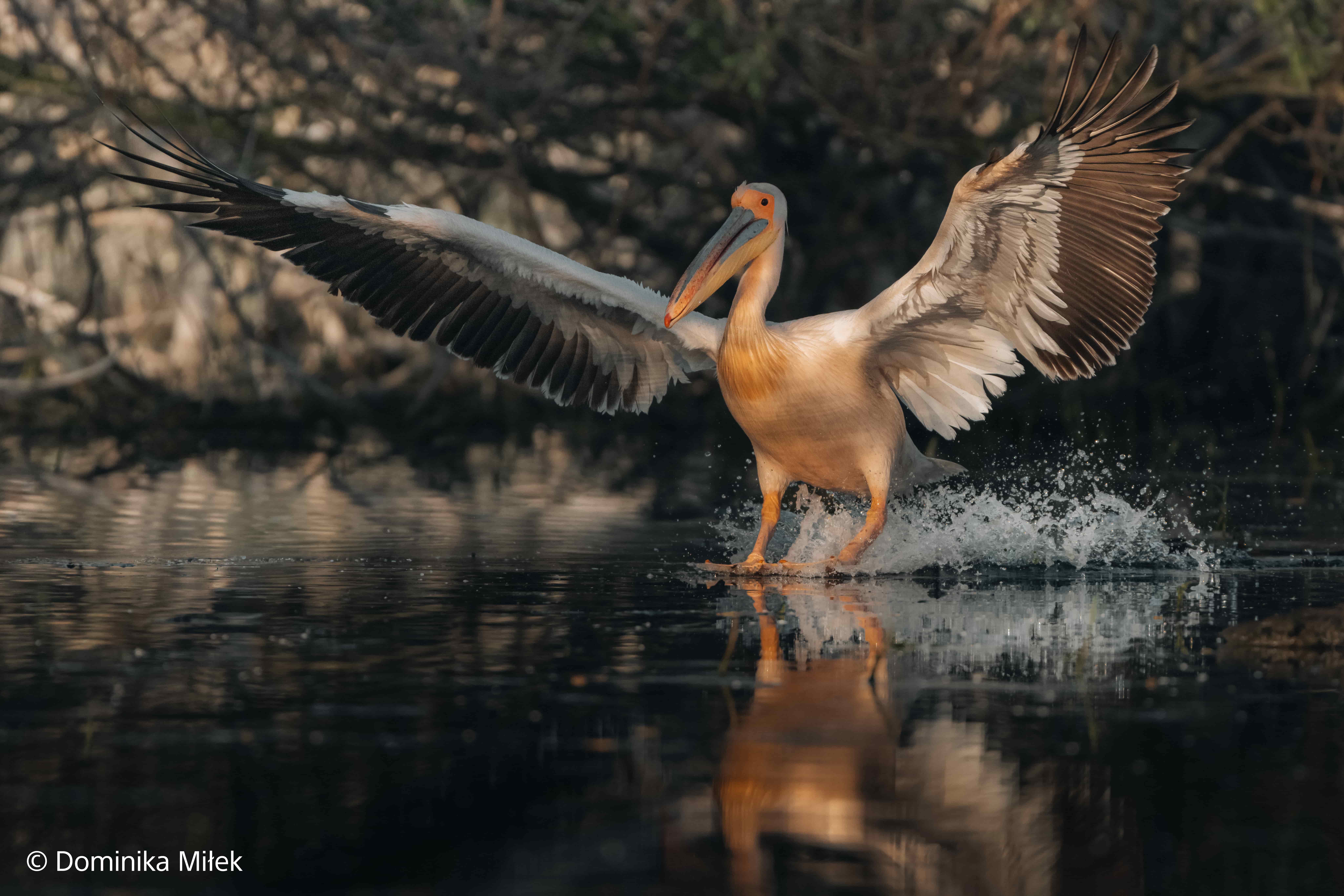 Sony FE 100–400mm F4.5 GM OSS bei Wildlife-Fotografie mit Pelikan im Flug über Wasser