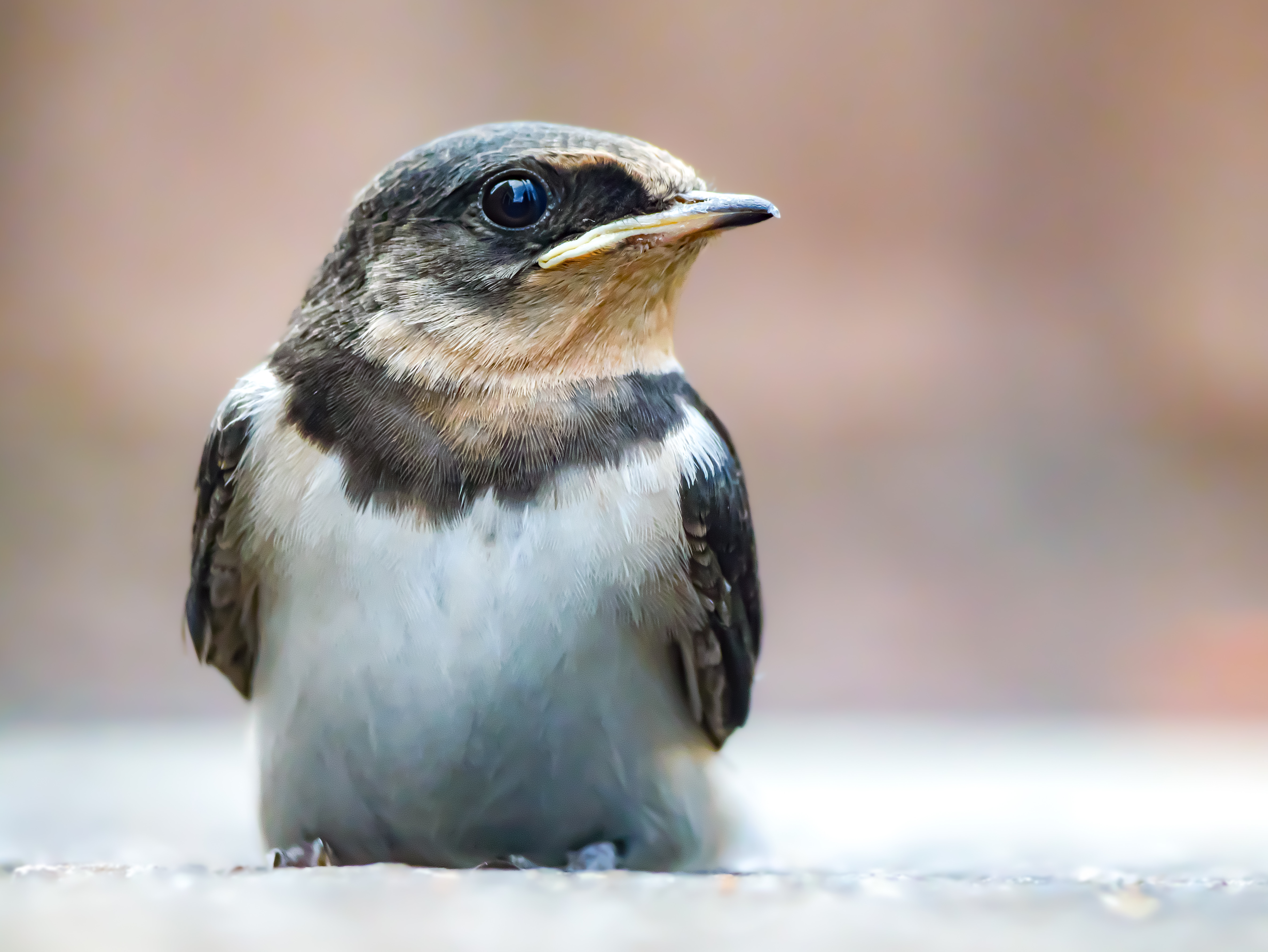 DC-G9 II + Leica DG Vario-Elmarit 12-60mm F2.8-4.0 ASPH