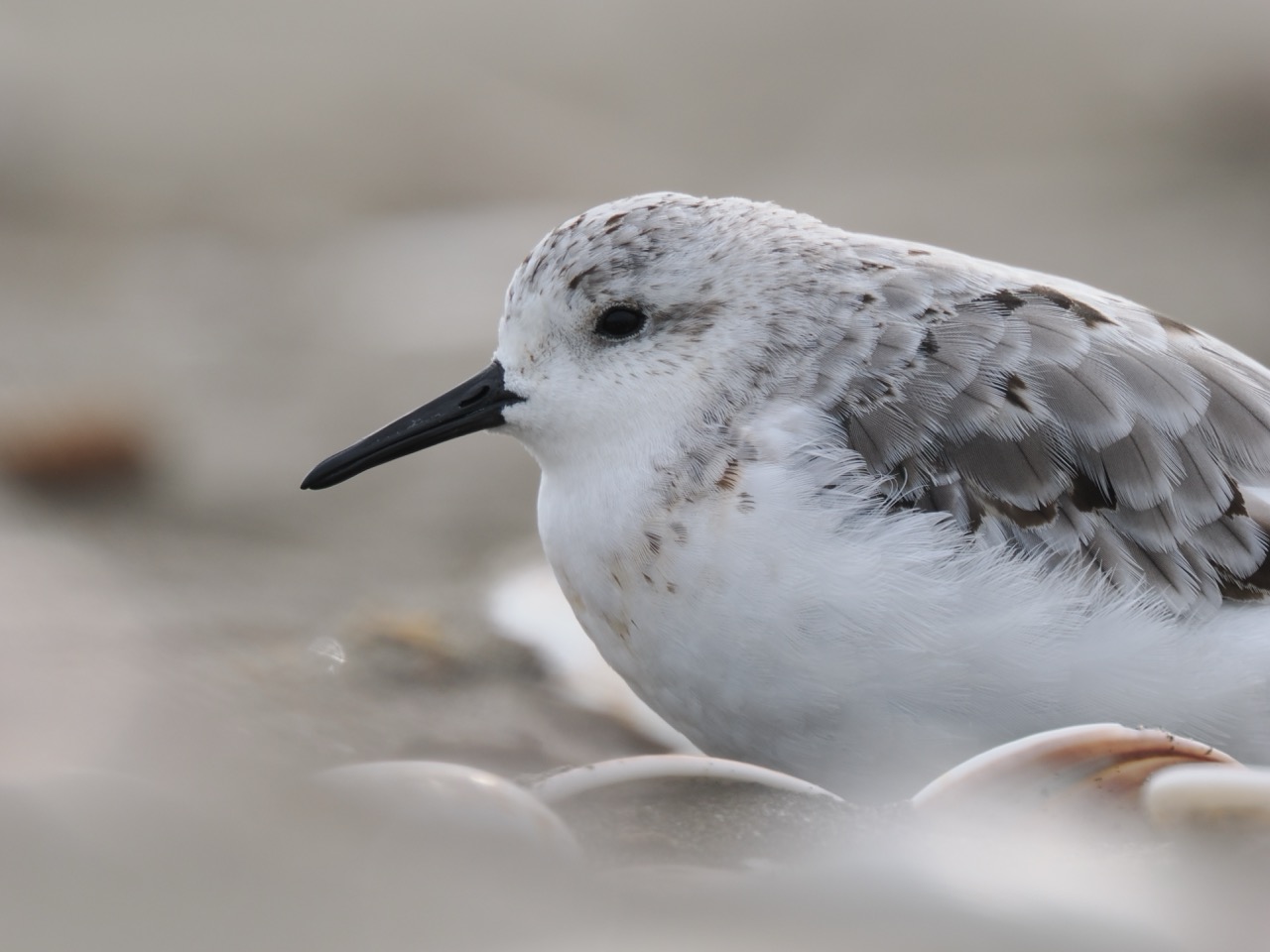 OM-1 Mark II + 12-40mm F2.8 PRO II OM-1 Mark II + 12-40mm F2.8 PRO II