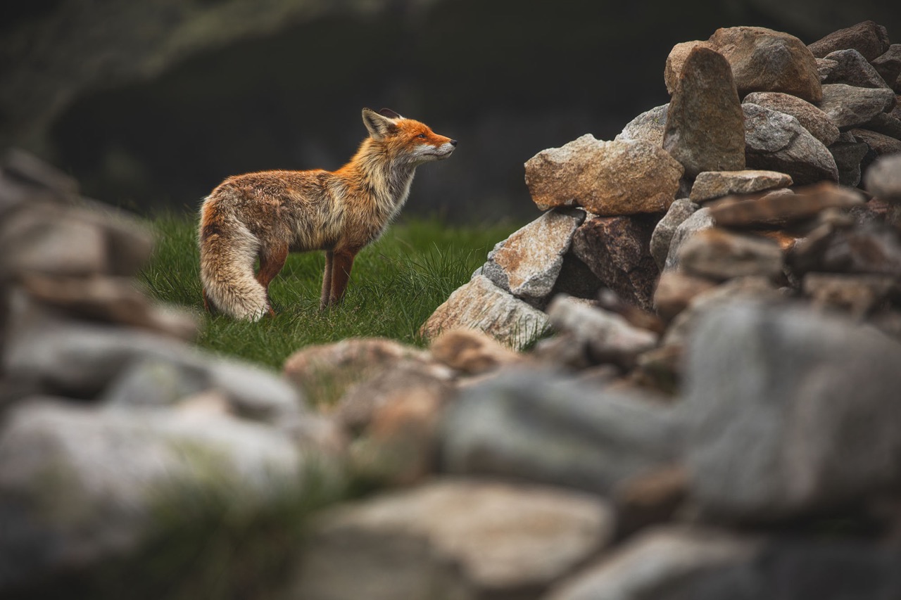Rotfuchs in Seitenansicht zwischen Felsen, aufmerksam im Gras stehend in natürlicher Umgebung der Tierfotografie