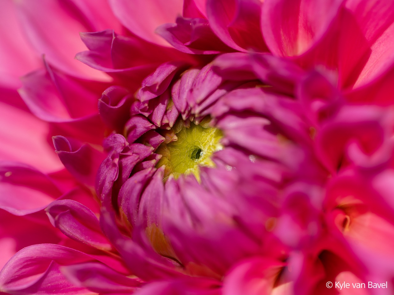 FE 100mm F2.8 Macro GM OSS