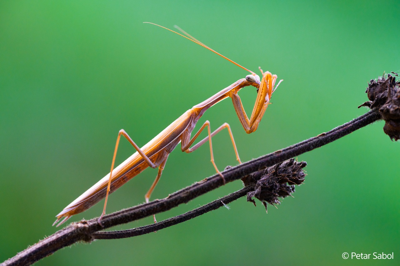 FE 100mm F2.8 Macro GM OSS