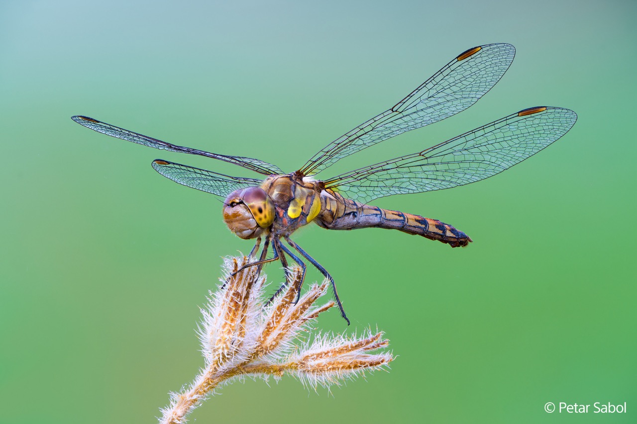 FE 100mm F2.8 Macro GM OSS