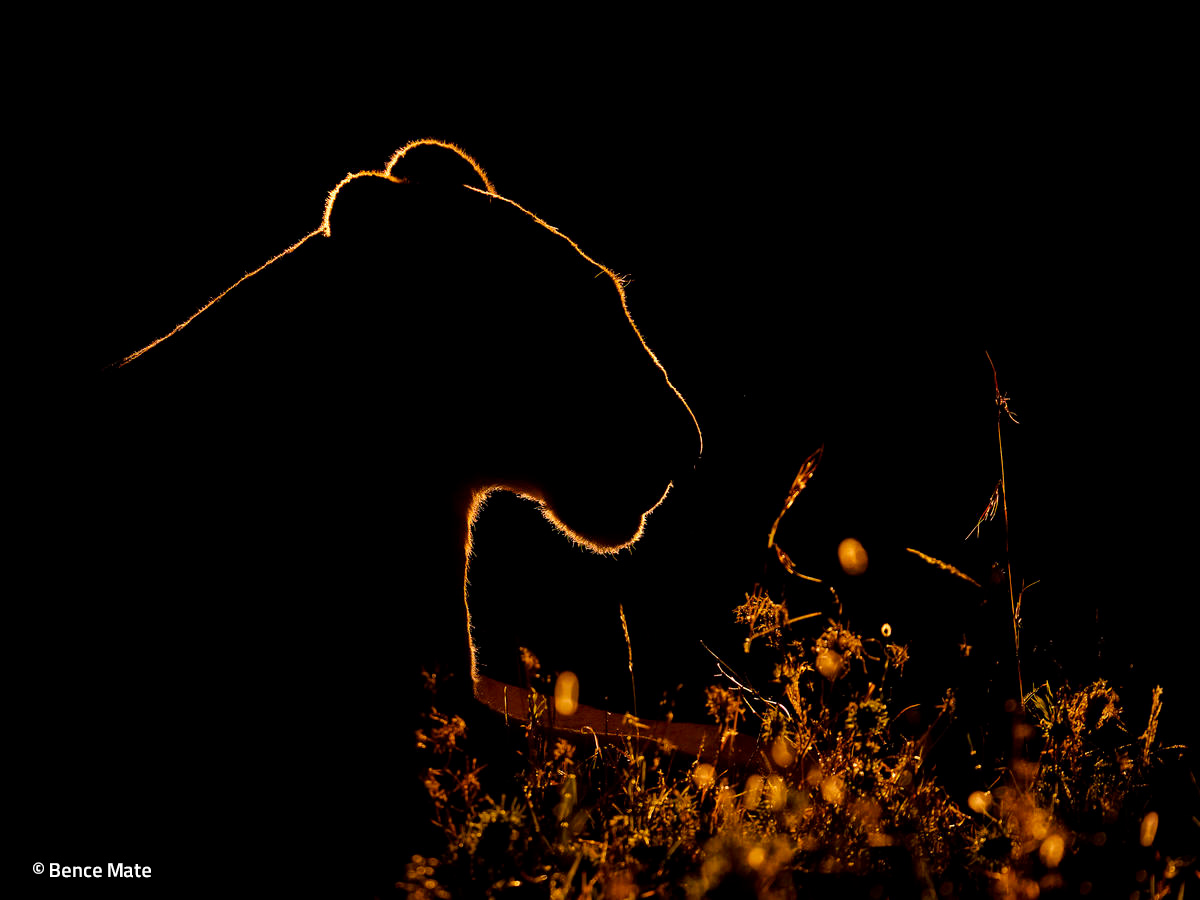 Leica DG Elmarit 200mm F2.8 OIS Leica DG Elmarit 200mm F2.8 OIS