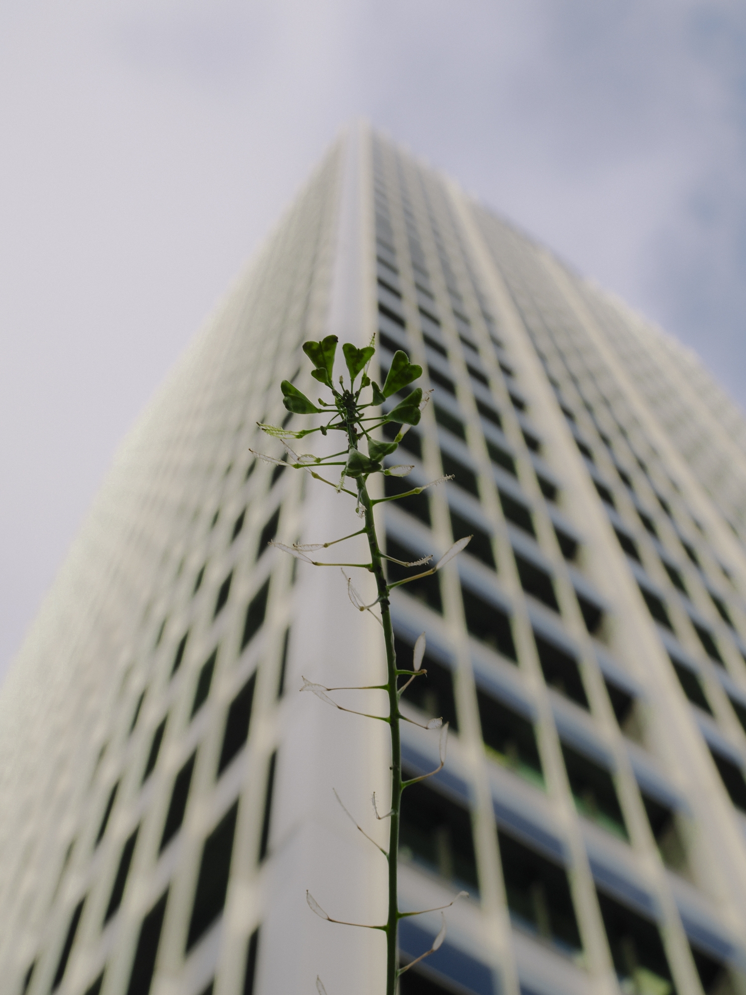 M.Zuiko 25mm F1.8 II M.Zuiko 25mm F1.8 II